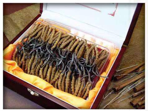 沙坡头冬虫夏草回收